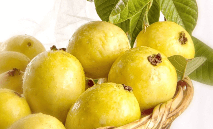 Guayaba