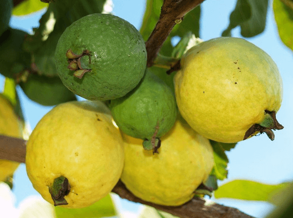 Guayaba